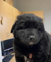 Six-week-old puppies available to adopt at the Missoula animal shelter